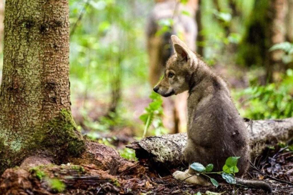 Preservação ambiental desmatamento afeta os animais